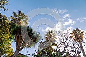 palm trees and a dragon tree