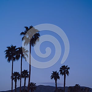 Palm trees at dusk