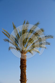 Palm trees in Eilat, sunny Israel