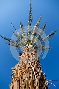 Palm trees in Eilat, sunny Israel