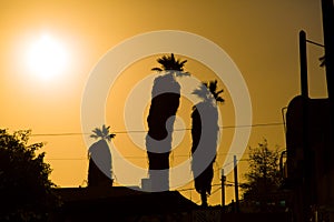 Palm trees in Eilat, sunny Israel