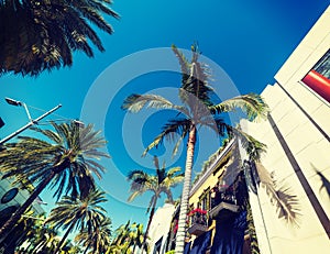 Palm trees and elegant buildings in Rodeo Drive
