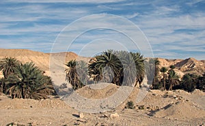 Palm Trees on Elim, Egypt