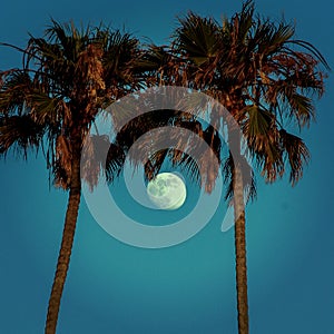 Palm trees embrace moon