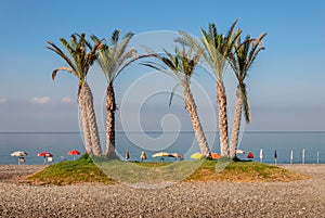 Palm trees on an empty beach with abandoned parasol umbrellas lined up looking out to the Mediterranean sea at La Herradura, Costa