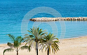 Palm trees on the empty Mediterranean beach