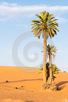 Palm trees in Erg Chebbi, Sahara Desert in Merzouga, Morocco, Africa