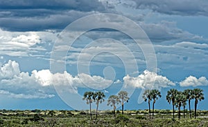 Palm trees in Etosha