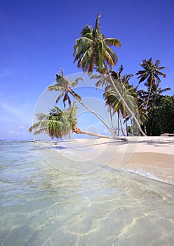 Palm trees on exotic beach