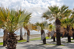 Palm trees on Finikoudes Beach-Larnaca City, Cyprus. Larnaka embankment