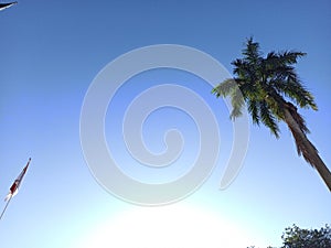 Palm Trees and Flagpoles Against a Blue Sky Background