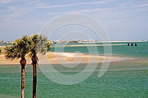 Palm trees and Florida bay