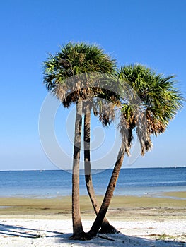 Palm trees on Florida beach photo