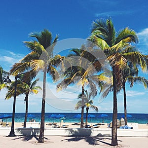 Palm trees on Florida beach