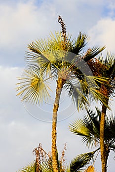 palm trees, Florida, USA