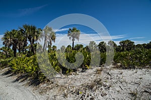 Palm trees and florida vegetation on a secluded beach