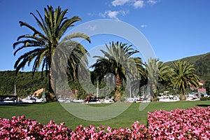 Palm trees and flowers