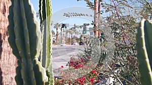 Palm trees, flowers and cactus, Palm Springs city street, California road trip.