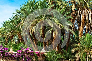 Palm trees and flowers in Draa valley oasis, Morocco