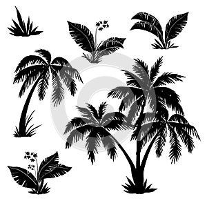 Palm trees, flowers and grass, silhouettes photo