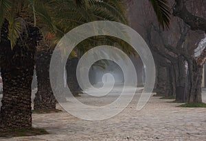 Palm trees with fog and people walking, prospective landscape