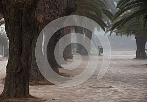 Palm trees with fog and people walking, prospective landscape