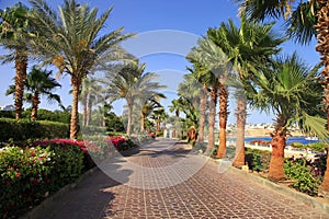 Palm trees and footway, Sharm el Sheikh, Egypt photo