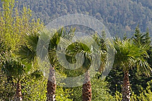 Palm trees in the forest