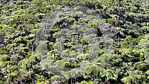 Palm trees forest in the Plaine des Cafres on Reunion Island sky view