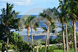 Palm trees form a curtain as the Boca Beach becomes visable