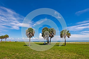 Palm trees at Fort De Soto park in Florida, USA photo