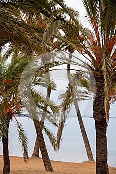 Palm Trees Framing Tranquil Waters in La Manga, Spain photo