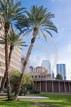 Palm trees in front of a glass building d in downtown phoenix arizona