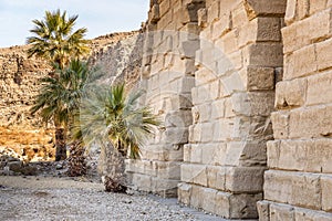 Palm trees in front of the Karnak temple, Egypt