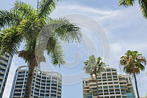 Palm trees at the front of modern high-rise condominiums at Miami, Florida