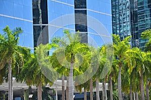 Palm trees in front of modern skyscraper in Miami