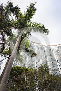 Palm trees in front of skyscrapers in Hong Kong