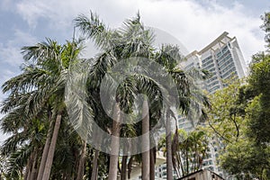 Palm trees in front of skyscrapers in Hong Kong