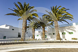 Palm trees in front of typical canary style white houses in Teguise, Canary Islands, Spain