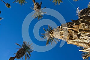 Palm Trees at Furnace Creek photo