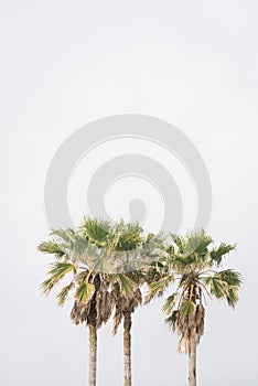 Palm trees in Galveston, Texas photo