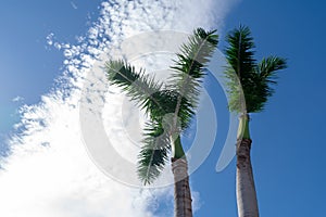 Palm trees in a garden in Almunecar in the province of Granada, Andalusia, Spain. Europe.