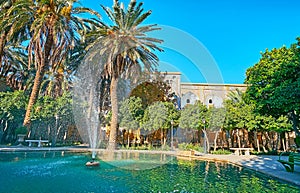 The palm trees in garden of Shiraz, Iran