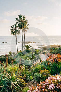 Palm trees and gardens at Heisler Park, in Laguna Beach, Orange County, California