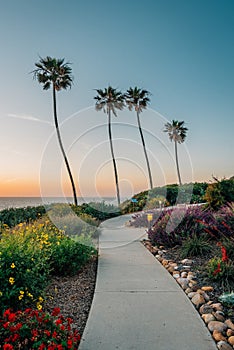Palm trees and gardens at sunset in La Jolla Shores, San Diego, California