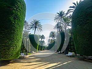 Palm trees in the Genoves park in the bay of Cadiz capital. Andalusia. Spain. photo