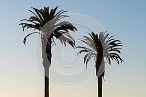 Palm Trees at golden hour in Southern California