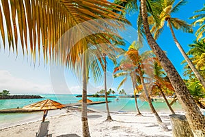 Palm trees and golden sand in Bas du Fort beach in Guadeloupe