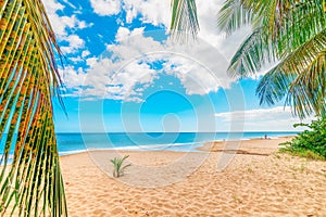 Palm trees and golden sand in La Perle beach in Guadeloupe