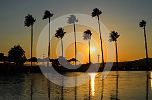 Palm Trees at golden Sunset